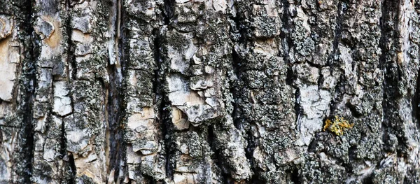 Vecchio Scuro Incrinato Graffiato Struttura Della Corteccia Bellissimo Sfondo Legno — Foto Stock