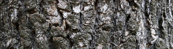 漂亮的灰色树皮纹理为横幅概念 旧的开裂的木制背景 — 图库照片