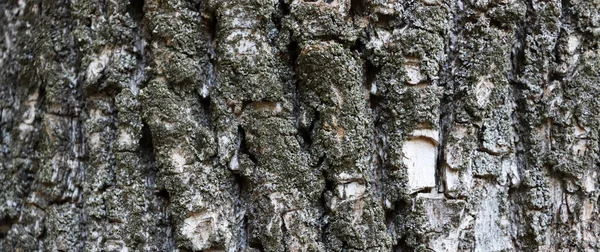 Bella Struttura Corteccia Grigia Legno Vecchio Sfondo Crepa — Foto Stock