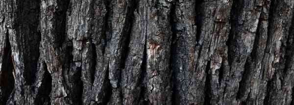 Abstract Beautiful Black Tree Surface Dark Cracked Scratched Bark Texture — Stock Photo, Image