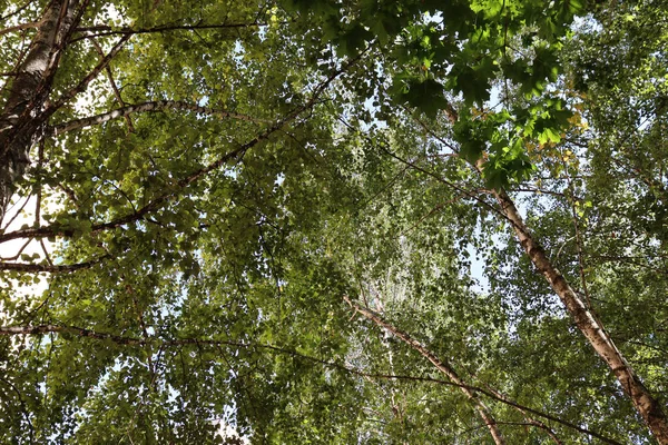 Lindas Folhas Verdes Madeira Fundo Florestal Natureza Fundo Cênico — Fotografia de Stock