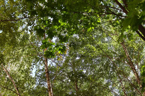 Bela Natureza Pano Fundo Papel Parede Floresta Conceito Cênico Verão — Fotografia de Stock