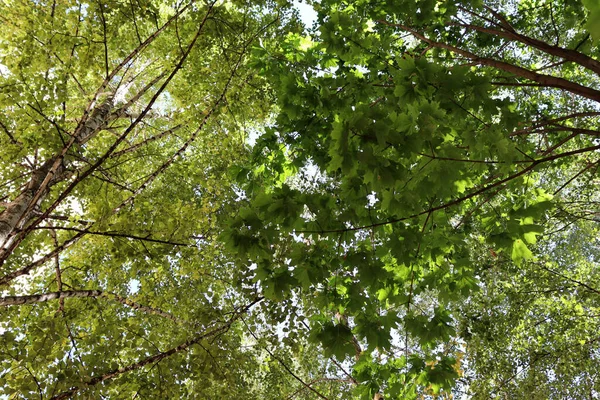 Прекрасний Зелений Літній Фон Літній День Лісі Шпалери — стокове фото