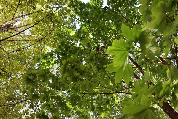 Bela Natureza Verão Fundo Cênico Papel Parede Floresta Verde — Fotografia de Stock