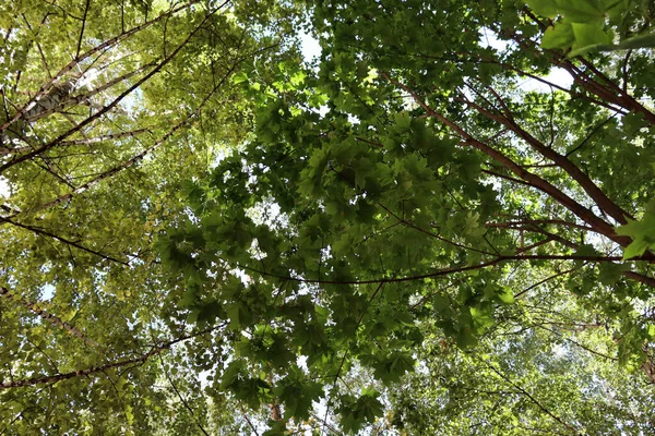 Belas Árvores Verdes Floresta Verão Verão Fundo Cênico — Fotografia de Stock