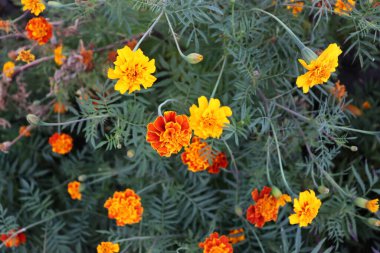 Güzel doğa duvar kağıdı. Renkli çiçek arkaplanı. Bahçede narin kırmızı ve sarı çiçekler