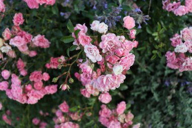 Yeşil dallarda romantik pembe çiçekler. Güzel narin çiçek arkaplanı