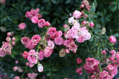 Pembe çiçekli güzel yeşil çalı. Daldaki narin çiçek. Romantik duvar kağıdı
