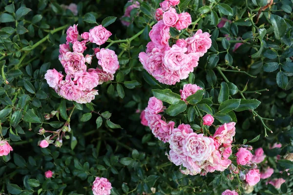 Güzel Pembe Çiçek Arkaplanı Yeşil Dallarda Romantik Narin Çiçekler — Stok fotoğraf