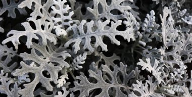 Karanlık doğa geçmişi. Pankart için güzel narin bitkiler