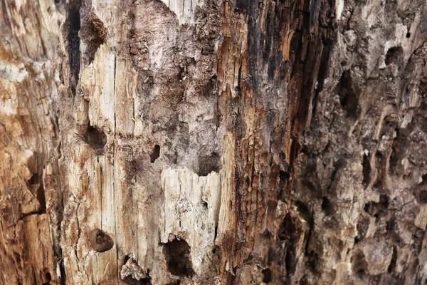 Alte Risse Wurzeln Holz Textur Abstrakter Zerkratzter Holzhintergrund — Stockfoto