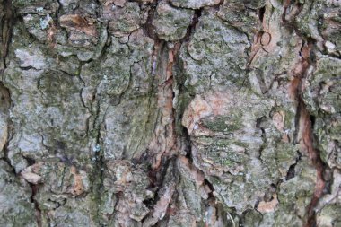 Ağaç kabuğu doku arka plan yüzeyi