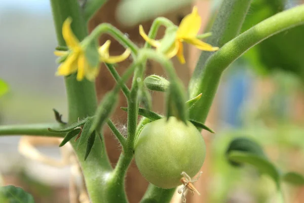 Çalının üzerinde olgunlaşmamış yeşil domatesler ve sarı çiçekler. Domates yetiştirmek için..