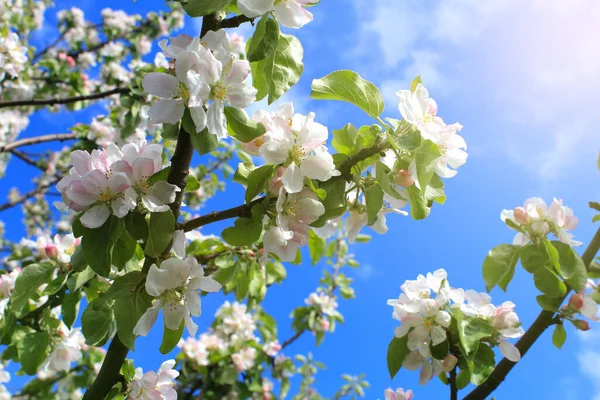 Zweige Eines Schön Blühenden Apfelbaums Und Blauer Himmel Einem Sonnigen Stockbild