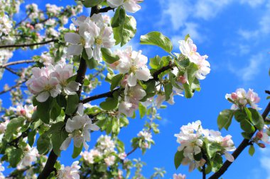 Güzel elma ağacının dalları ve güneşli baharda mavi gökyüzü..
