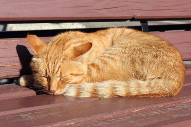 Yakın plan kızıl kedi yaz günü tahta bankta uyuyor.