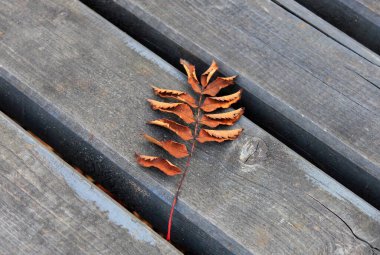 Düşen sonbahar kürek yaprağı bir bankta yatıyor.