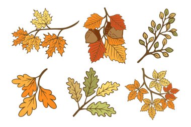 Renkli yapraklar ve meşe palamudu içeren altı stilize sonbahar dalı koleksiyonu, çok yönlü tasarım için beyaz arka planda izole edilmiş düşüşün canlı renklerini sergiliyor.