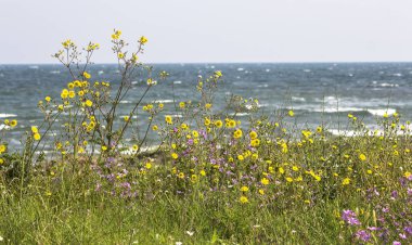 Yakın çekim portre bir kedi kaplan desen ve yeşil gözleri ile. 