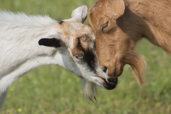 Hassaslık sahnesinde iki güzel keçi yakın bir portre.