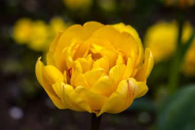 Sofya 'da bahar. Sarı lale. Closeup.