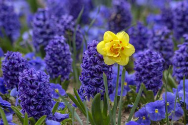 Sofya 'da bahar. Menekşe Sümbüller arka plana karşı Daffodil.