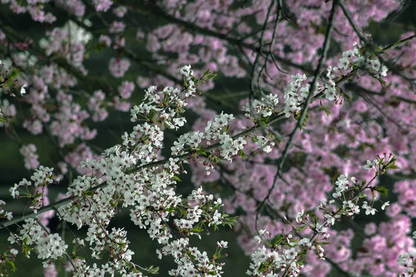 Spring in Sofia. White blossoming branches against the background of pink ones.