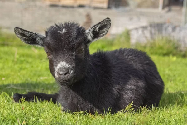 stock image A baby goat lying in green grass.