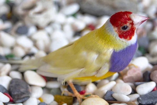 Portrait of Yellow Gouldian finch on multi colored pebbles.