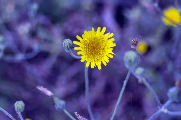 Fiore Giallo Selvatico Primo Piano Uno Sfondo Blu Viola — Foto Stock