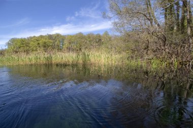 St. Naum'un kaynakları. Bazı yerlerde, sular mürekkep mavisi olur - şaşırtıcı. Ohri gölü yakınında, Makedonya.