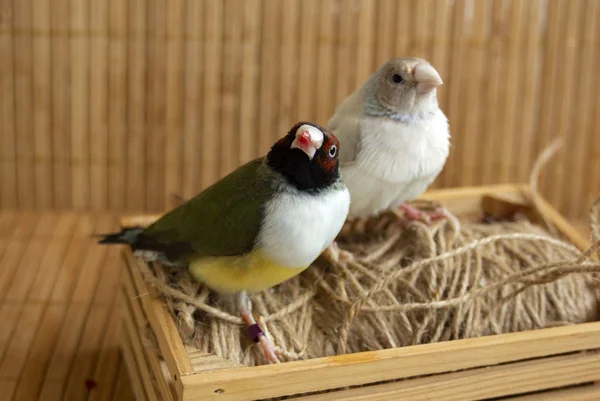 Farklı Renkli Gouldian Finches Dizili Küçük Bir Sandıkta Tünemiş Bambu — Stok fotoğraf