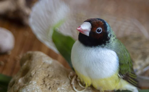 Kırmızı Siyah Kafası Beyaz Göğüsleriyle Yeşil Bir Gouldian Finch Portresi — Stok fotoğraf