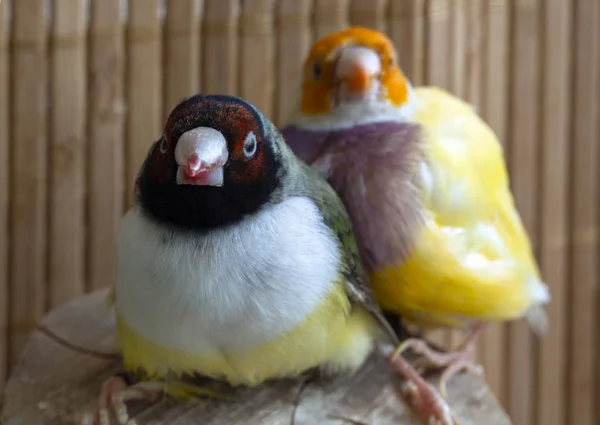 Yeşil Bir Gouldian Finch Portresi Kırmızı Siyah Kafası Başka Bir — Stok fotoğraf