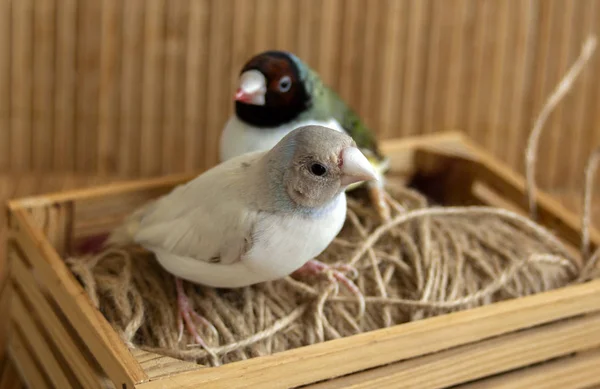Two different Gouldian Finch. Perched on a small crate with a string. On a bamboo background.