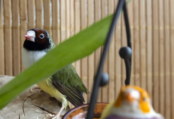 Yeşil Gouldian Finch Siyah Bir Baş Beyaz Göğüs Bambu Yaprakları — Stok fotoğraf