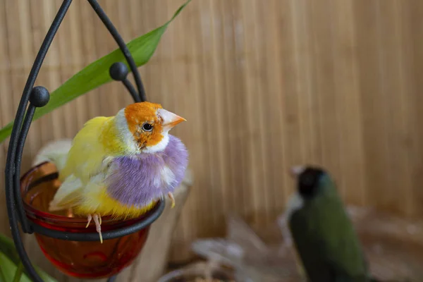 Sárga Gouldian Finch Egy Narancs Fej Világos Lila Mellek Ült — Stock Fotó