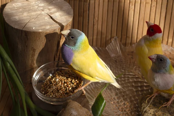 Dois Finches Gouldian Amarelos Com Cabeças Coloridas Diferentes Uma Banheira — Fotografia de Stock