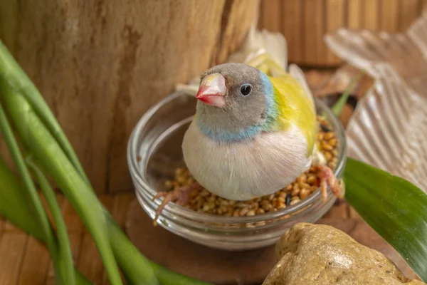 Portrait of the yellow Gouldian Finch with a gray head and pale pink breasts, perched on a small bowl with a mixture of grains.