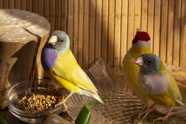 Gouldian Finches Com Uma Tigela Misturas Grãos Banho Água Pedra — Fotografia de Stock