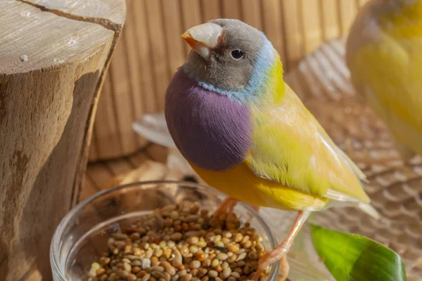 Retrato Gouldian Finch Amarelo Com Uma Cabeça Cinza Seios Roxos — Fotografia de Stock