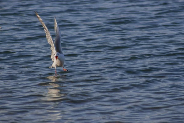 Seekor Burung Camar Menjerit Yang Mendarat Laut — Stok Foto