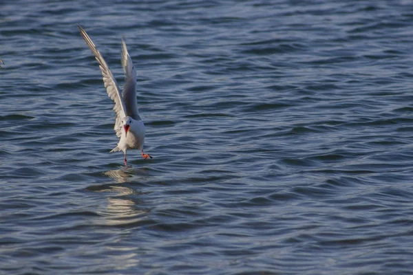 Une Mouette Hurlante Qui Atterrit Dans Mer — Photo