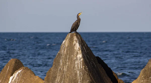 Seelandschaft Kormoran Mit Aufgelöstem Schnabel Auf Einer Betonpyramide Shabla Nördliche — Stockfoto