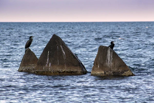 Seelandschaft Betonpyramiden Mit Kormoranen Shabla Nördliche Schwarzmeerküste Bulgarien — Stockfoto