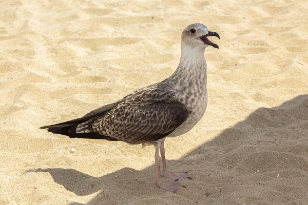 Heringsmöwe Auf Dem Sand Zwischen Sonnenlicht Und Schatten Der Zentrale — Stockfoto