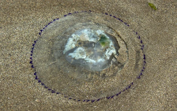 Sea Still Life Jellyfish Sand — Stock Photo, Image
