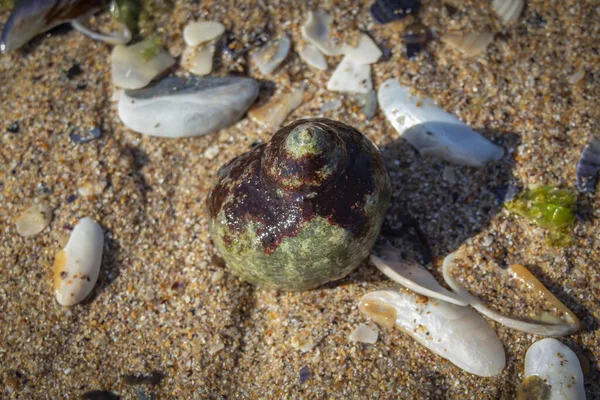 Морські Мушлі Піску Живе Узбережжі Чорного Моря — стокове фото