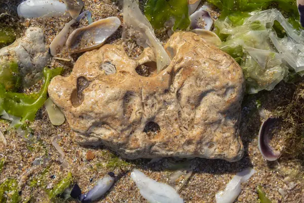 Mar Ainda Vida Uma Pedra Com Algas Conchas Mexilhão Areia — Fotografia de Stock