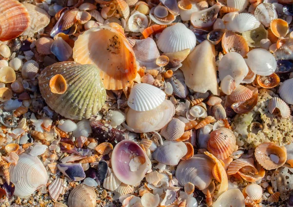 Natureza Como Textura Calhaus Areia Conchas Caracóis Mexilhões Praia Fechar — Fotografia de Stock